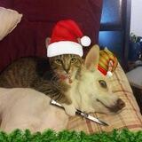 Кот vs Пёс