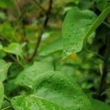 خانه سبز 💚🌱