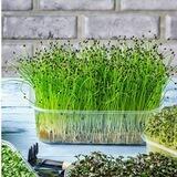 mygreenword
