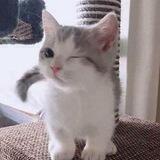 kucing ♥︎