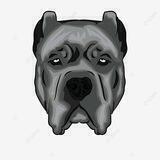 Cane corso inu