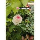 بانوی نویسنده :)🌸