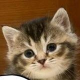 НАУЧНЫЕ КОТИКИ😼