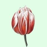 Tulip Chat