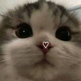 Kitty!