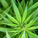 Kannaway CBD Outlet