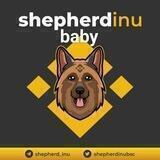 Baby Shepherd Inu
