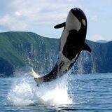 🐬دولفين الكربتو🐬crypto dolfin🐬