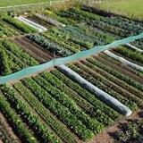 Living Soil Gardening
