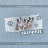 . .⸙͎ d'petite bouquèt—europhis. <open>