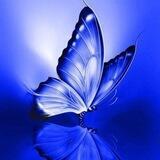 تألــــقُ 🦋💙.