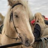 «Вечерняя Зорька» помощь лошадям