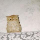 CuteRiko - визитка.