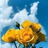 بانوان نمونه اسلام🌺🌹