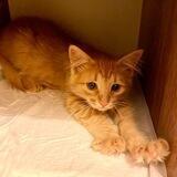 berrycat.ru