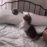 🐈 ›› ⲕⲓⲧⲧⲉⲛⲋ ϝⲁⲙⲓⳑⲩ !¡