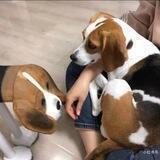 说鸭话