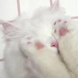 Caketie ૮˃‌֊ ˂‌ ა