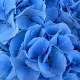 Mary’s Flowers🌷 Цветы Калининград