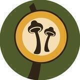 Грибная Лавка Опёнка🍄
