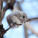 squirrel, 작은 ‹3 !.
