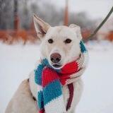 Priut_nina_samara