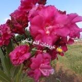 خربشات قلم سلفي