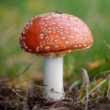 🍄 PILZ KUNDE RAUNÄCHTE