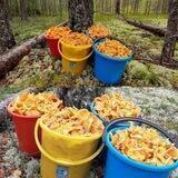 Grib_les_29_rus🍄 и 🍇