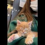 لِـ ﮼عَـائِـش ♡.