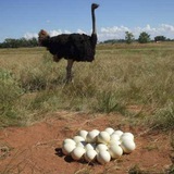 Ostrich Nest