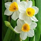 تلاواتٌ عطِرة..🌿!