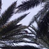 حُرِّه