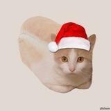 Я оцениваю буханки
