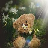 Teddy