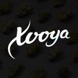 xvoya 🌿