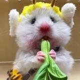 搜搜soso全能王😺😺😺