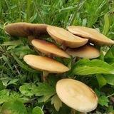 IAF - Mushrooms 🍄 & Mycology