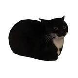 Maxwell the Cat