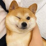 少爷的摆烂日记