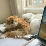 закрыто «𝘏𝘦𝘢𝘷𝘦𝘯 𝘧𝘢𝘮𝘪𝘭𝘺» ⌞🐾⌝