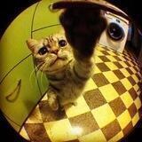 reza photo