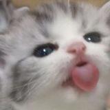 /ᐠ｡ꞈ｡ᐟ\