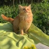 𝑎𝑒𝑠𝑡ℎ𝑒𝑡𝑖𝑐🐈