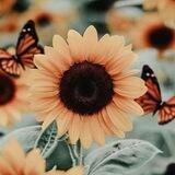 زهر 🌻