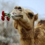 طرائف العرب 🐫