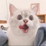 猫咪 · 电销团