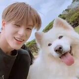 Samoyed