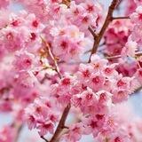 🌸万唐花街🌸马尼拉【修车】 越南🇻🇳