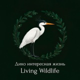 Дико интересная жизнь | Living wildlife